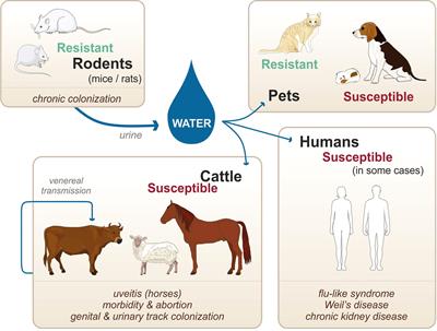 Host and Species-Specificities of Pattern Recognition Receptors Upon Infection With Leptospira interrogans